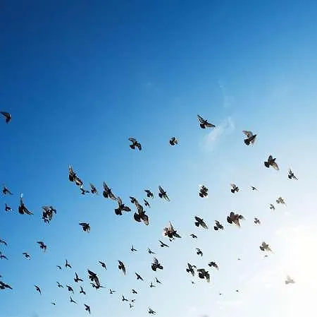 Ogaccess Flour Saint-Flour (Cantal)